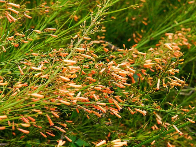 Russelia 'Tangerine Falls' Firecracker Plant